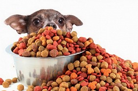 Почему сухой корм для собак от PetDiet?