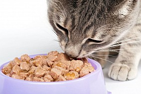 De ce hrana/mincare umeda pentru pisici de la PetDiet?
