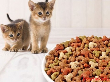 Почему сухой корм для кошек от PetDiet?