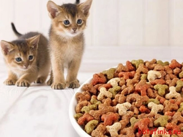 De ce hrana uscata pentru pisici de la PetDiet?