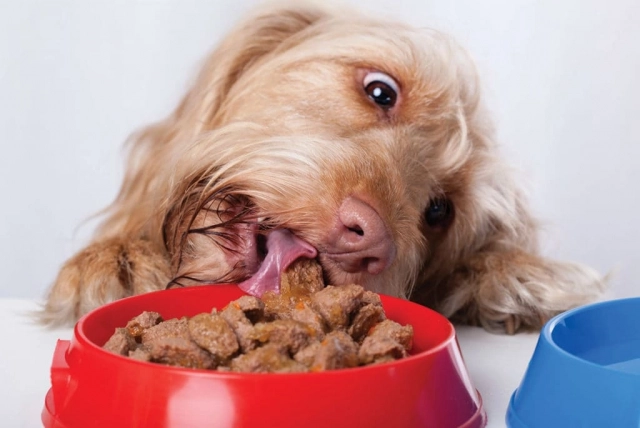 De ce hrana umeda pentru caini de la PetDiet?