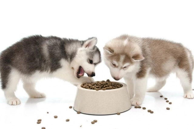 Hrana/mincare uscata pentru catelusi in Chisinau de la PetDiet.md